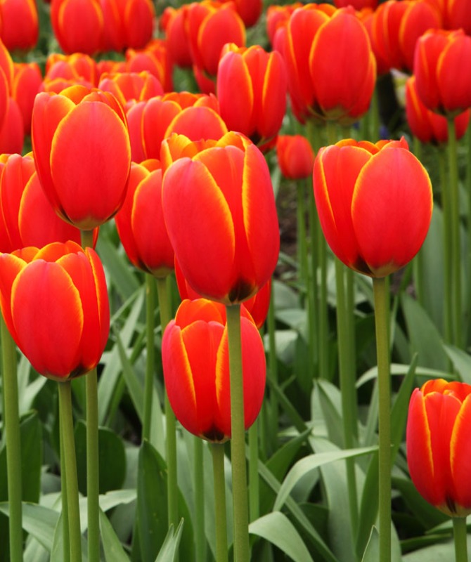 Tulpen actie